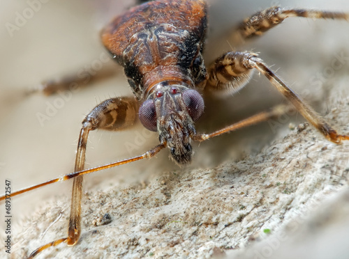 Rotbraune Sichelwanze (Nabis rugosus) photo