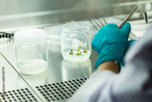 plant Tissue Culture for Agricultural Research photo