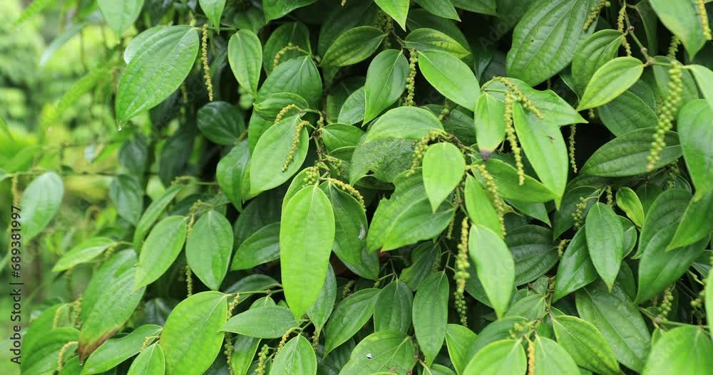 Black pepper fruits grow on tree in garden Black pepper fruits grow on tree in garden