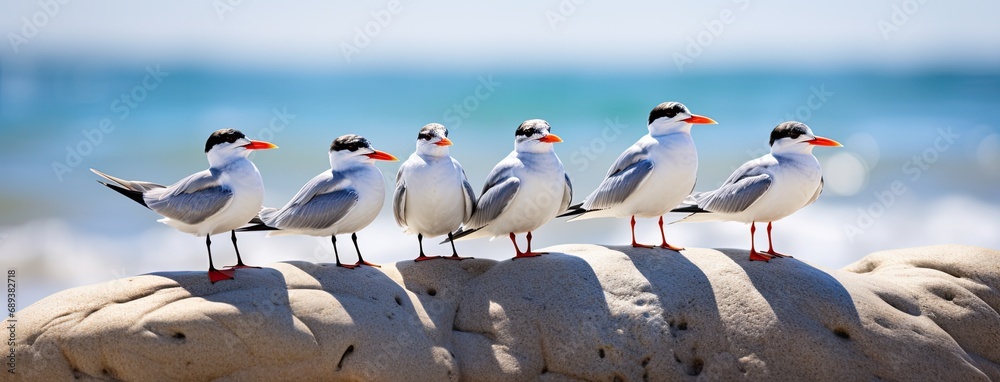 Fototapeta premium common terns on the beach, showcasing their natural behavior and habitat, emphasizing the simplicity and beauty of these coastal birds.