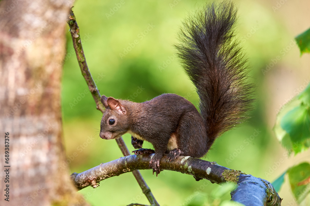 Eurasian red squirrel closeup (Sciurus vulgaris) Eurasian red squirrel closeup (Sciurus vulgaris)