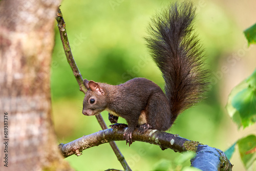 Eurasian red squirrel closeup (Sciurus vulgaris)