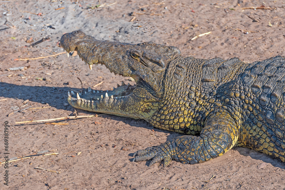 Fototapeta premium Close up of a Resting Nile Crocodile