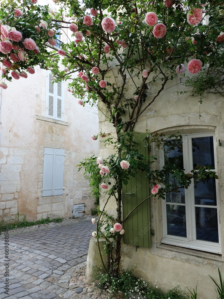 Naklejka premium Maison fleurie sur Saint Martin de Ré