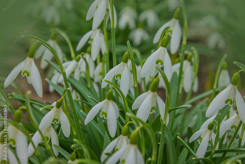 Snowdrop or common snowdrop (Galanthus nivalis) flowers. Close up of blooming snowdrop flowers in a garden. First spring flowers