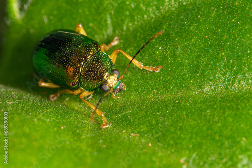 Beetle, beautiful golden green beetle on a leaf, selective focus.