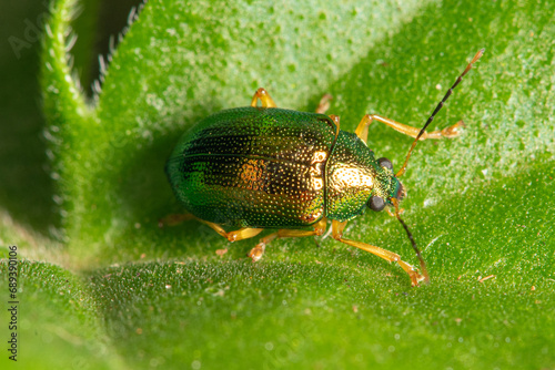 Beetle, beautiful golden green beetle on a leaf, selective focus. © Milton Buzon