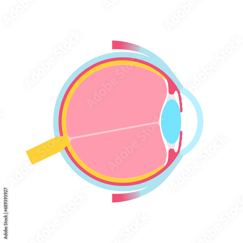 Eye anatomy poster