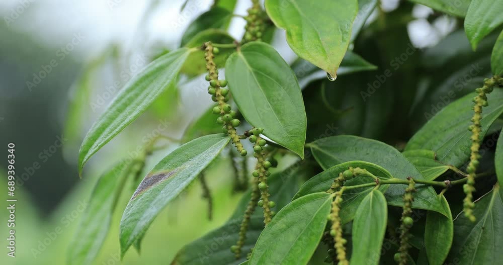 Black pepper fruits grow on tree in garden Black pepper fruits grow on tree in garden