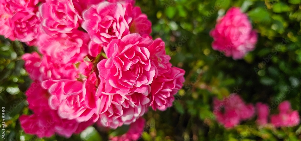 Rosa Damascena, known as the Damascus rose - pink, oleaginous, flowering, deciduous shrub plant. Valley of Roses. Close-up. Taillight. Selective focus. Rosa Damascena, known as the Damascus rose - pink, oleaginous, flowering, deciduous shrub plant. Valley of Roses. Close-up. Taillight. Selective focus.