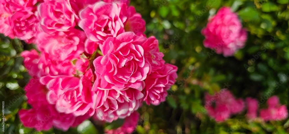 Rosa Damascena, known as the Damascus rose - pink, oleaginous, flowering, deciduous shrub plant. Valley of Roses. Close-up. Taillight. Selective focus.