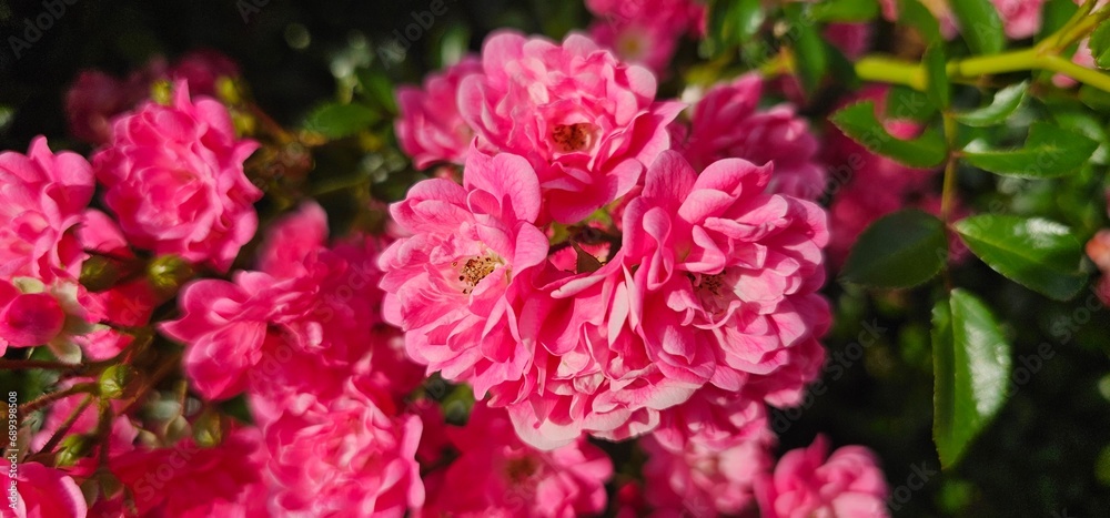 Rosa Damascena, known as the Damascus rose - pink, oleaginous, flowering, deciduous shrub plant. Valley of Roses. Close-up. Taillight. Selective focus.