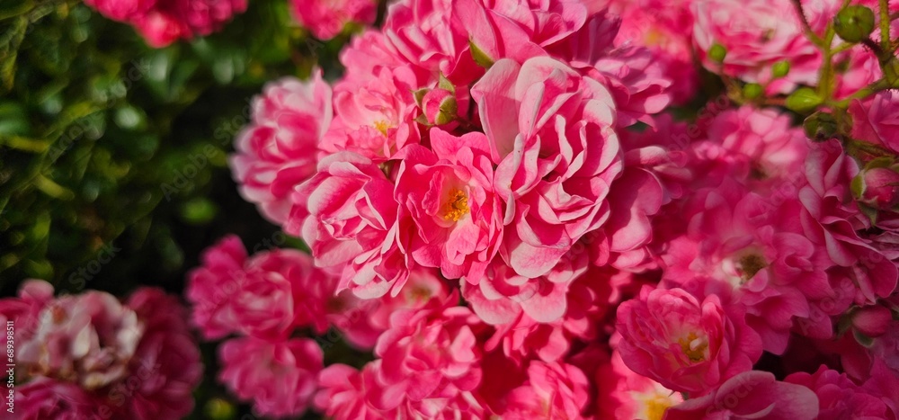 Rosa Damascena, known as the Damascus rose - pink, oleaginous, flowering, deciduous shrub plant. Valley of Roses. Close-up. Taillight. Selective focus.