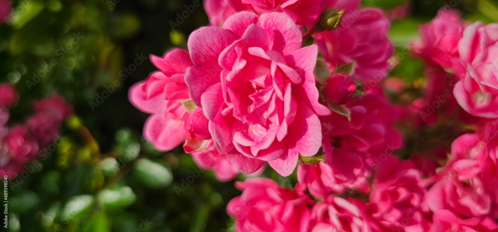Rosa Damascena, known as the Damascus rose - pink, oleaginous, flowering, deciduous shrub plant. Valley of Roses. Close-up. Taillight. Selective focus.
