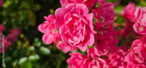 Rosa Damascena, known as the Damascus rose - pink, oleaginous, flowering, deciduous shrub plant. Valley of Roses. Close-up. Taillight. Selective focus.