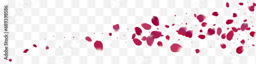 Pink Lotus Flying Vector White Panoramic
