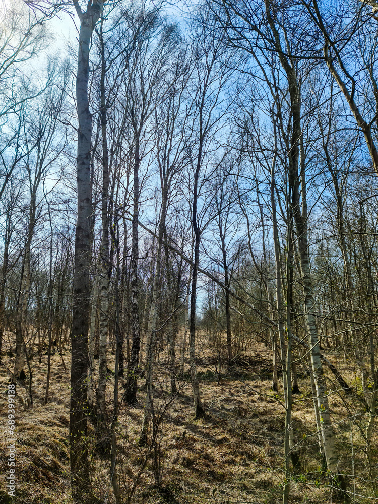 Beautiful view into a dense green forest with bright sunlight casting deep shadow Beautiful view into a dense green forest with bright sunlight casting deep shadow