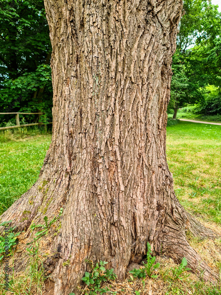Beautiful trees in the green nature of Germany Beautiful trees in the green nature of Germany