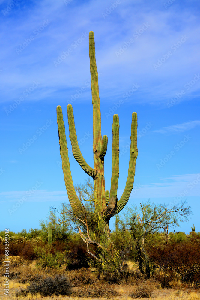 Old Saguaro Cactus Sonora desert Arizona