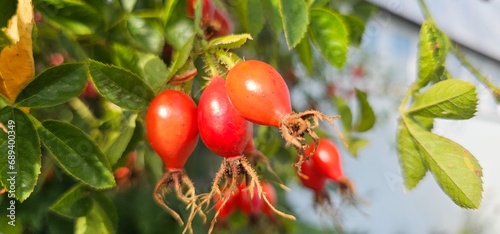 Bilde på lerret Dog rose fruits (Rosa canina) in nature