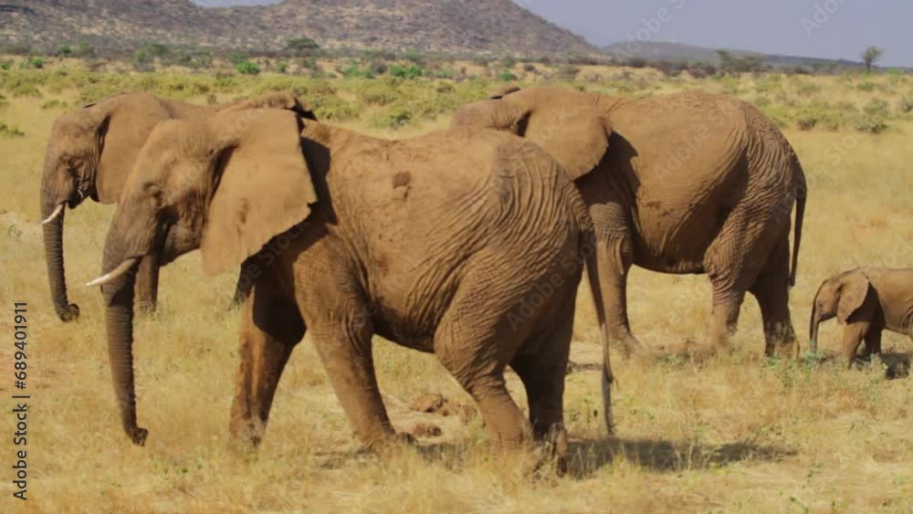 Family of wild elephants walking through grassy field Family of wild elephants walking through grassy field