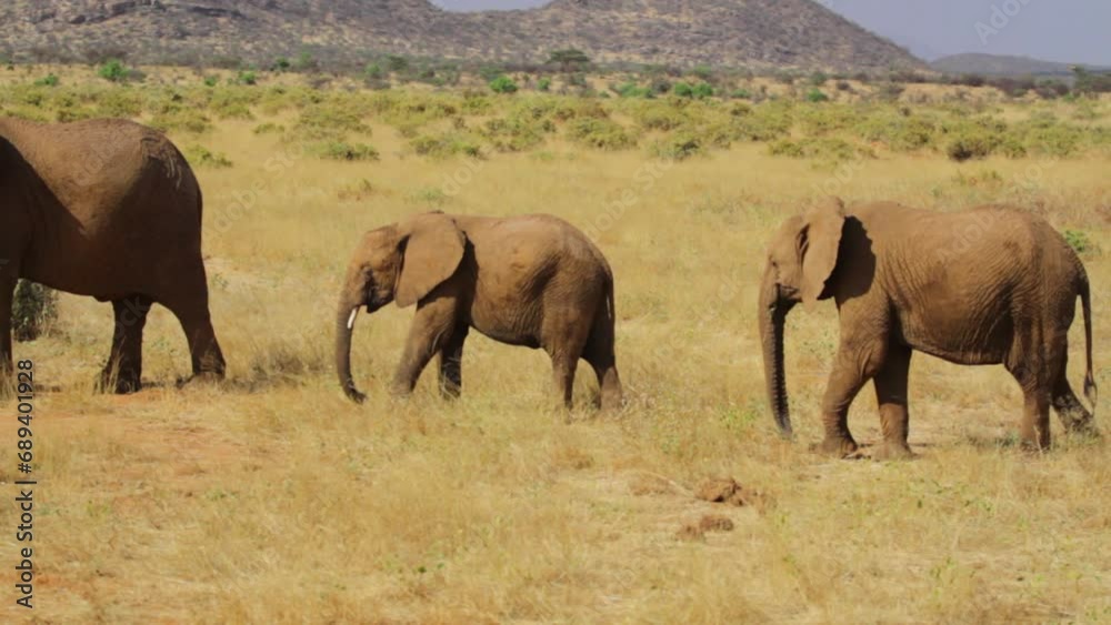 Adult and child elephants walking through safari Adult and child elephants walking through safari