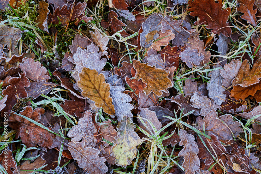 Frozen foliage, late autumn, early winter season background
