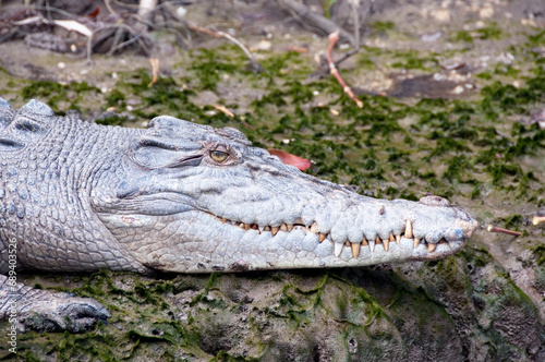 Saltwater Crocodile 