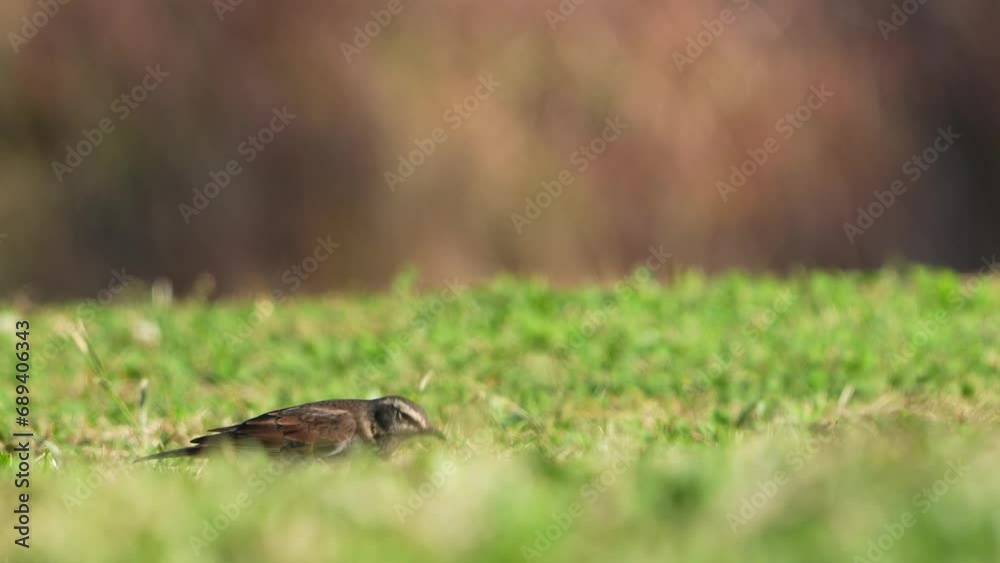 dusky thrush in a field dusky thrush in a field