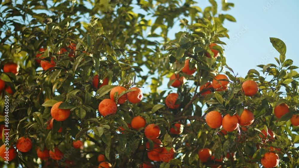An orange tree dotted with ripe oranges against a blue sky. Panning branches with oranges on a bright sunny day against blue sky. Slow motion shot of a fruit citrus tree on a summer day. Healthy food An orange tree dotted with ripe oranges against a blue sky. Panning branches with oranges on a bright sunny day against blue sky. Slow motion shot of a fruit citrus tree on a summer day. Healthy food
