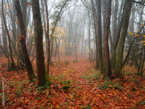 Brume dans la forêt en fin d'automne