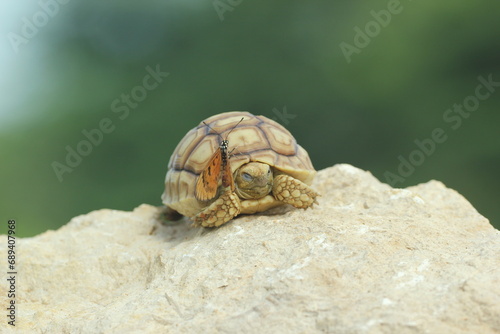 tortoise, sulcata, butterfly, a cute sulcata tortoise and a beautiful butterfly on its body ​ 