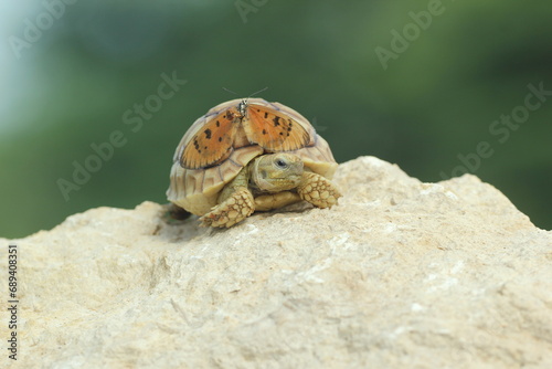 tortoise, sulcata, butterfly, a cute sulcata tortoise and a beautiful butterfly on its body ​  © ridho