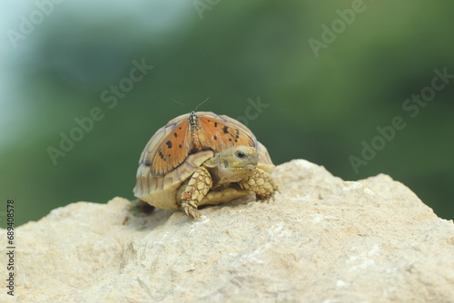tortoise  sulcata  butterfly  a cute sulcata tortoise and a beautiful butterfly on its body     