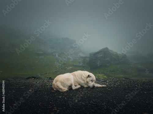 Moody and silent scene with a white, wolf like dog sleeping outdoors on the top of Transfagarasan mountain. Big shepherd hound in romania Carpathians, resting near the misty hills