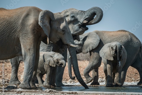 African elephants (Loxodonta africana) with young drinking at a waterhole, group, Etosha National Park, Namibia, Africa photo