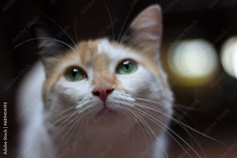 Close-up portrait of a white cat with green eyes on blurred background