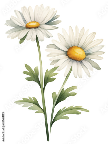 daisies isolated on white background, transparent, watercolor