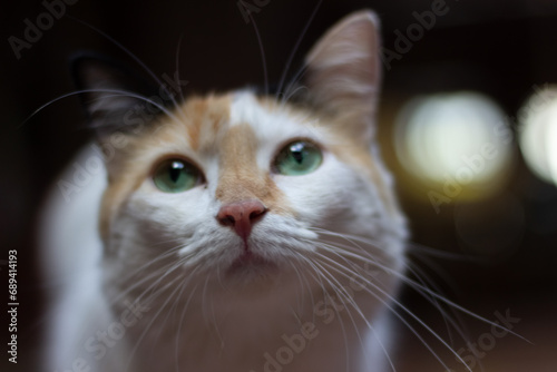 Close-up portrait of a white cat with green eyes on blurred background © ric