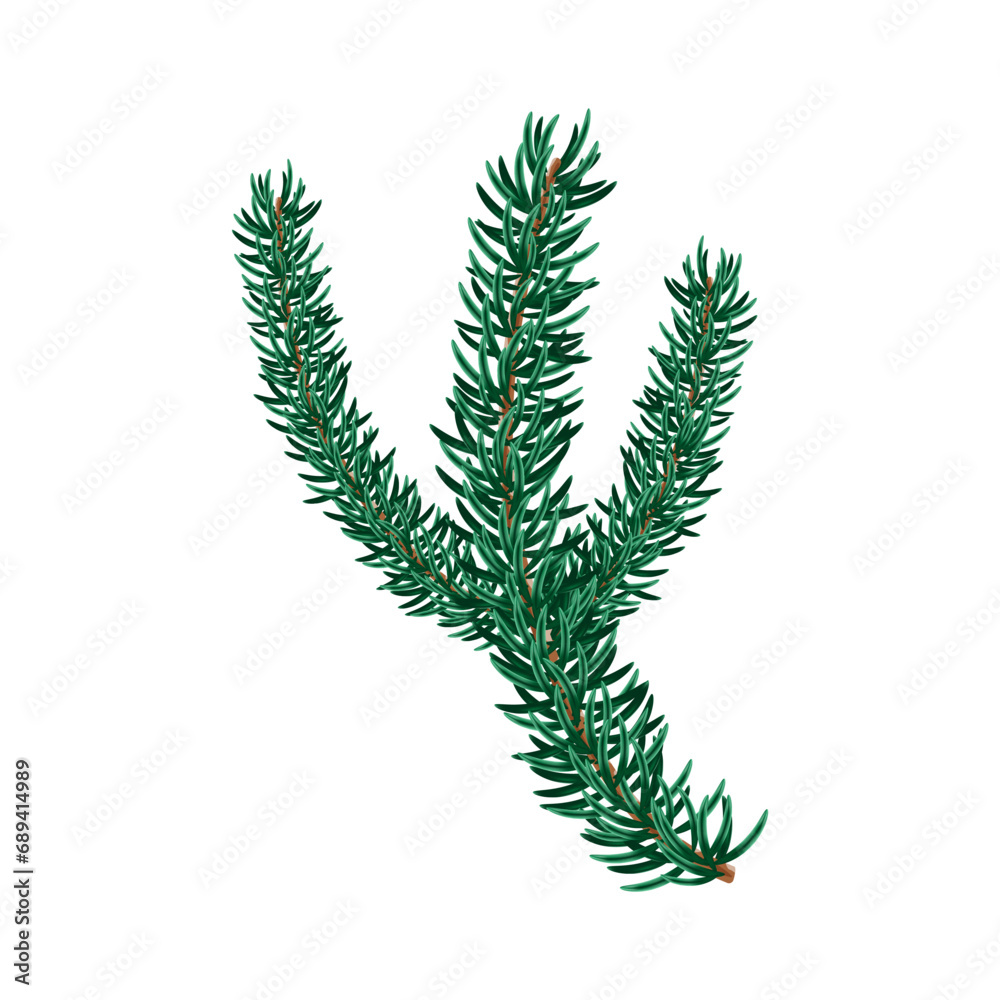 Fir branch on a white background Fir branch on a white background