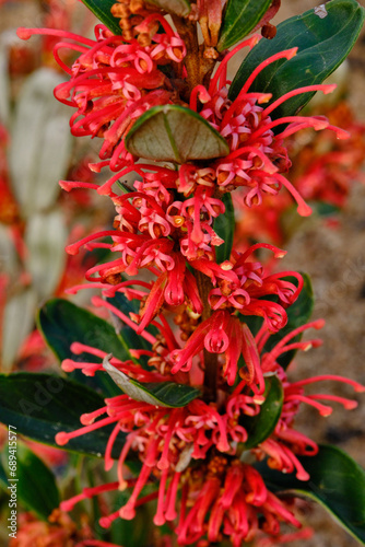 Grevillea dimorpha, commonly known as flame grevillea or olive grevillea, is a species of flowering plant in the family Proteaceae and is endemic to the Grampians National Park in Victoria,
