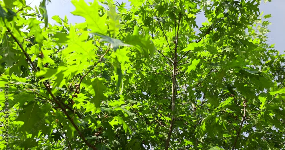 beautiful oak tree foliage with green foliage, beautiful oak tree foliage in sunny weather beautiful oak tree foliage with green foliage, beautiful oak tree foliage in sunny weather