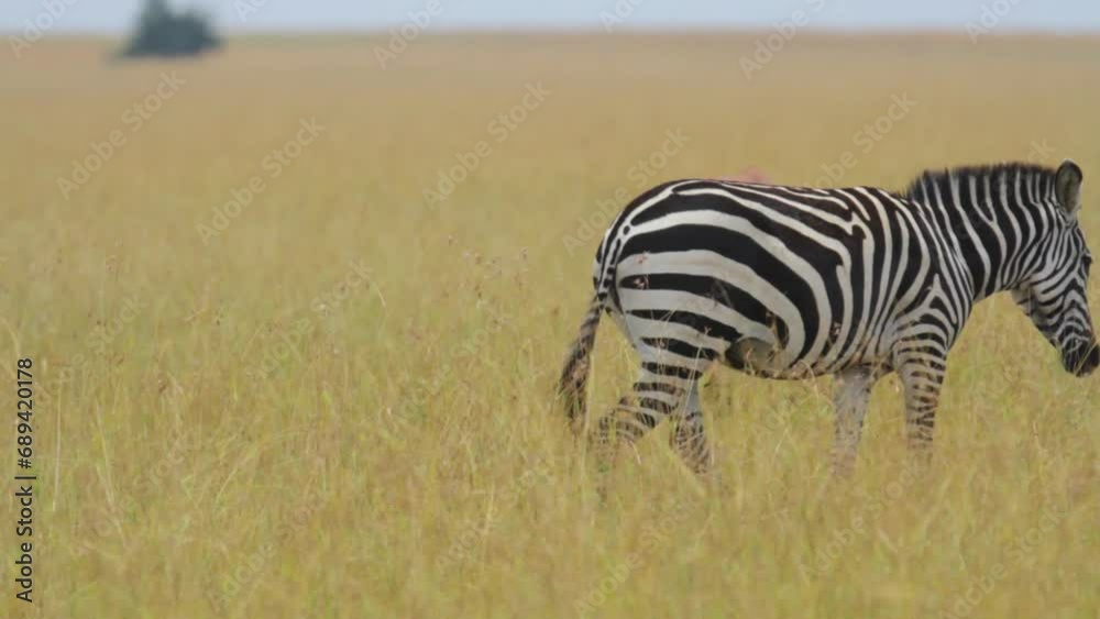Gorgeous zebra standing in dry grass near Gazelle