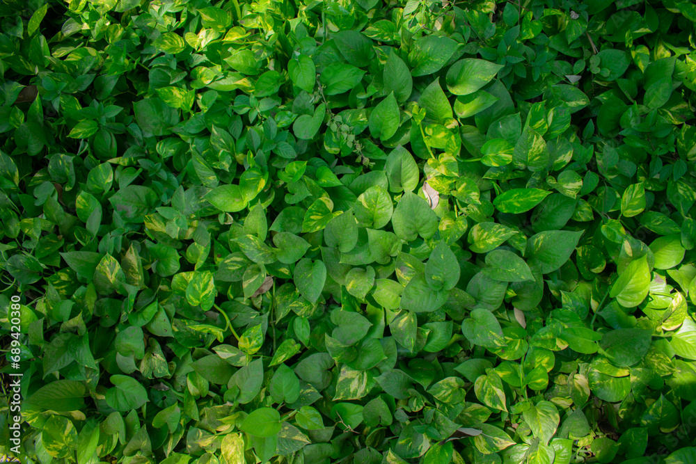 Fondo de foliaje Fondo de foliaje
