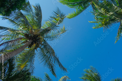 Fototapeta Naklejka Na Ścianę i Meble -  Cielo rodeado de palmeras