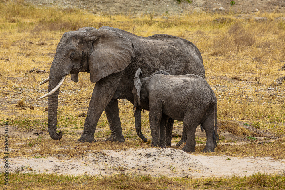Fototapeta premium Elephants of Africa