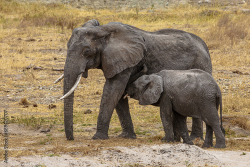 Elephants of Africa