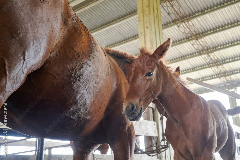 Obraz premium horses on a farm in stable