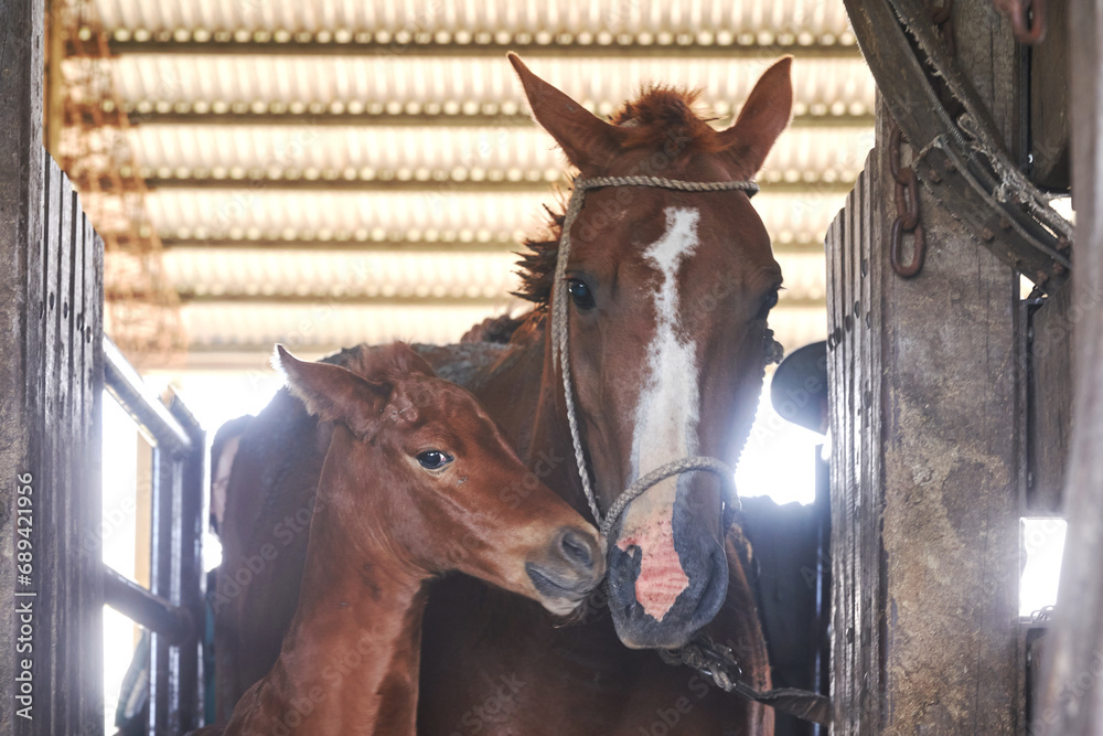 Fototapeta premium Horse in stall at stable