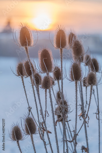 Dry flowers of wild teasel or fullers teasel, dipsacus fullonum or dipsacus sativus on sunset, closeup.